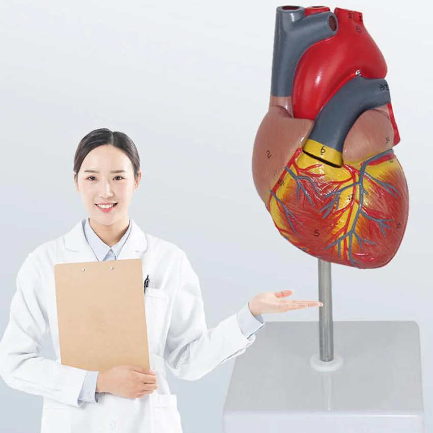 Modelo de Coração Tamanho da Vida do Modelo de Coração para Estudo de Sala de Aula de Ciência Humano Anatomicamente Exato Tamanho da Vida do para Estudo de Numerado – Não 1: 1