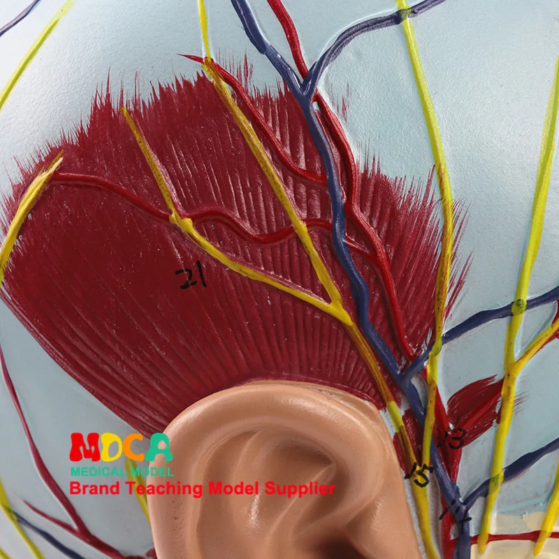 Модель медицинской анатомии головы и лица череп человека модель мозгового