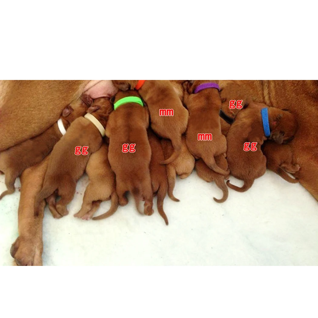 12 шт многоцветные ошейники для питомцев универсальный Многоразовый ошейник ID