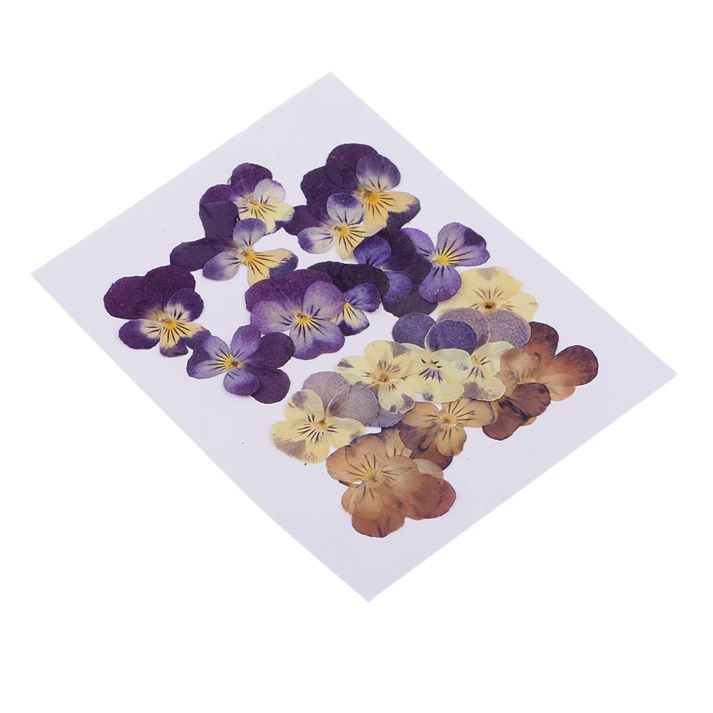 

20pc Pressed Dried Flowers Real Violet for Art Craft Scrapbooking Card Decor