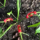 Изгиб растений HMG 90 градусов, изогнутый держатель растений для обучения низким стрессам, 10 шт., 2021