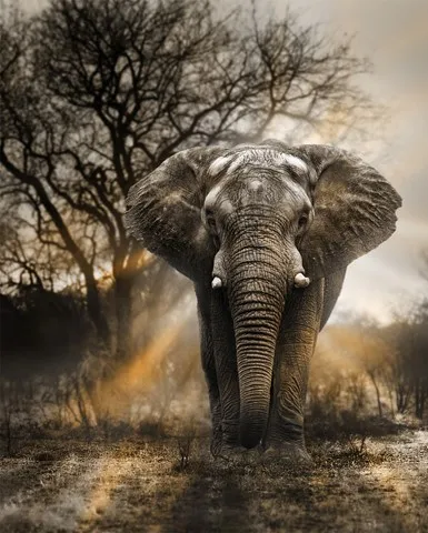 5D DIY Алмазная картина животные слоны вышивка крестиком рукоделие алмазные стразы