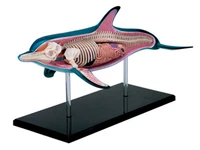 4d dolphin animal anatomy model skeleton medical teaching aid laboratory education equipment master puzzle assembling toy