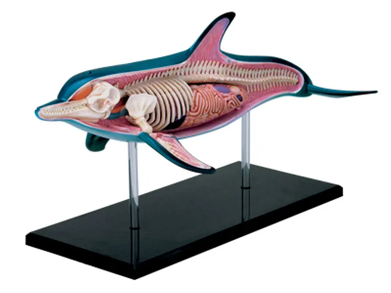 Модель скелета 4d Dolphin Animal Anatomy медицинская учебная помощь лабораторное учебное