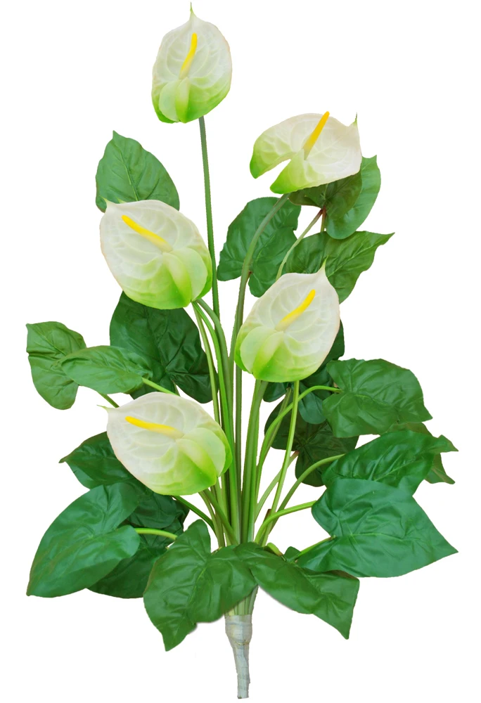 Антуриум белый | Дом и сад