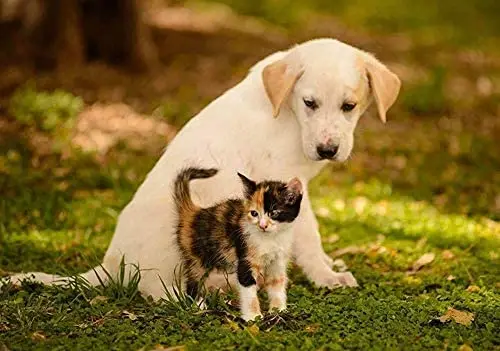 

LZATPD SLALL Dog Cat Friends Photo Puppy Kitten Cute Kitty Adorable Retro Street Sign Household Metal Tin Sign Bar Cafe Car