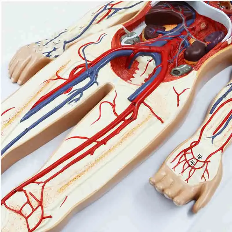 Модель системы кровообращения человека: системная легочная сердечная артерия и вена.