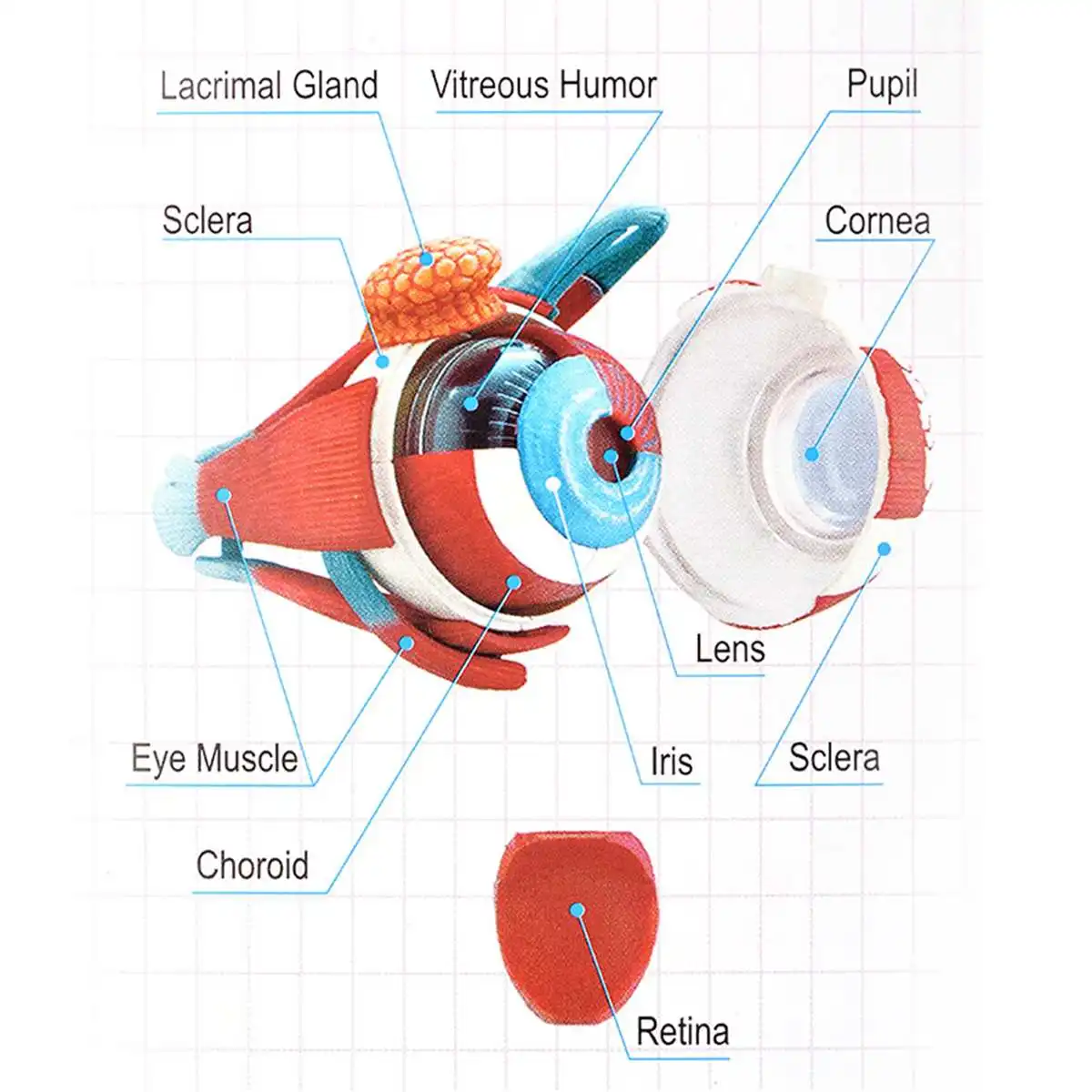 Мяч для глаз Science модель школьные развивающие человеческие глаза обучающий
