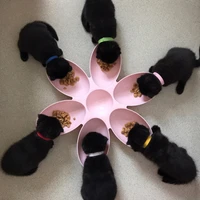 pet 6 connected bowls cat feeding bowls forcats dogs petal shape water food feeder bowls feeding 6 pets eat the same time