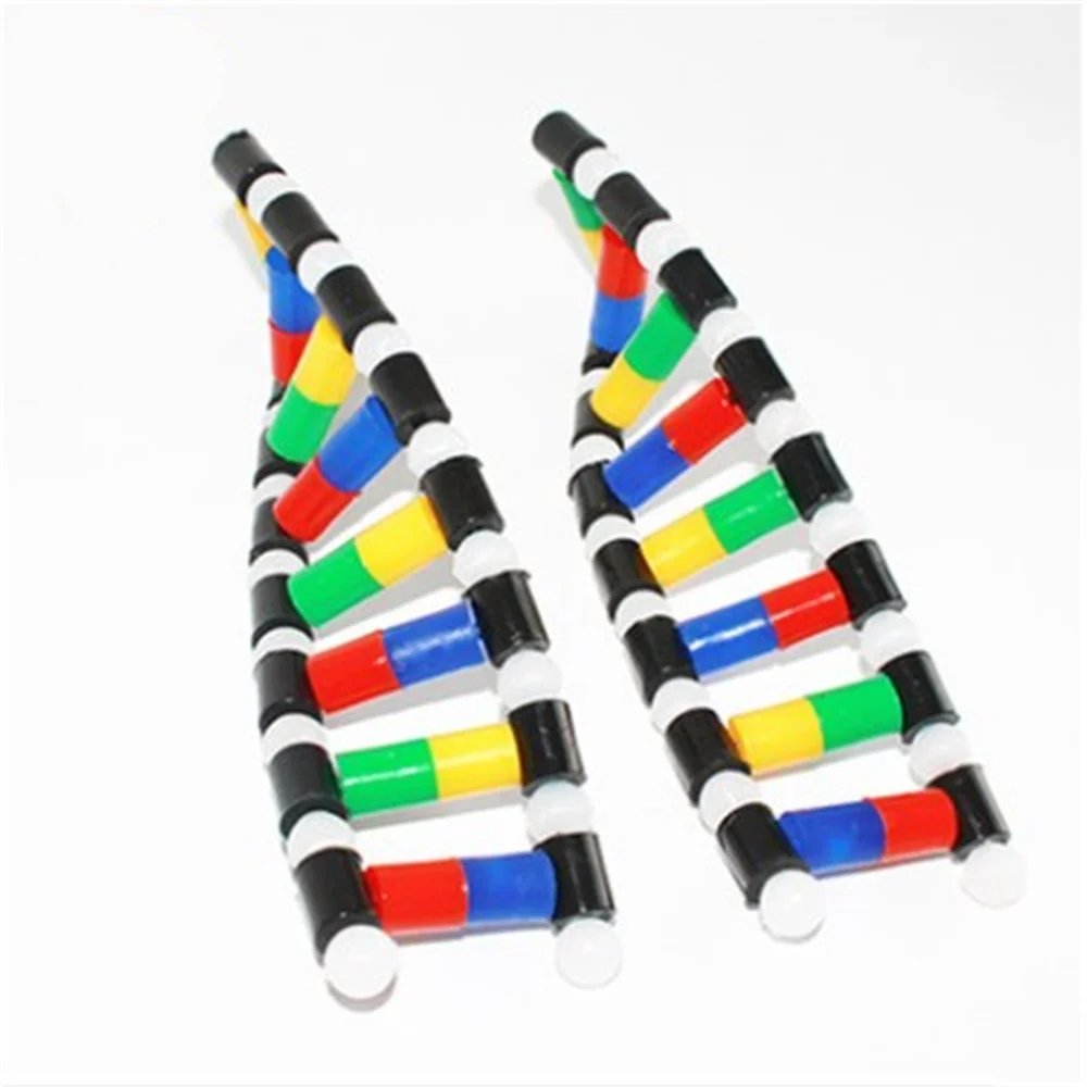 DNA Double Helix Structure Model Education Equipment | Канцтовары для офиса и дома