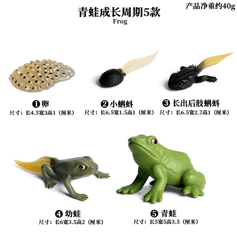 

5pcs New Simulation Animals Growth Cycle Frog Life Cycle Figures Plastic Models Action Figures Educational Toy for children Gift