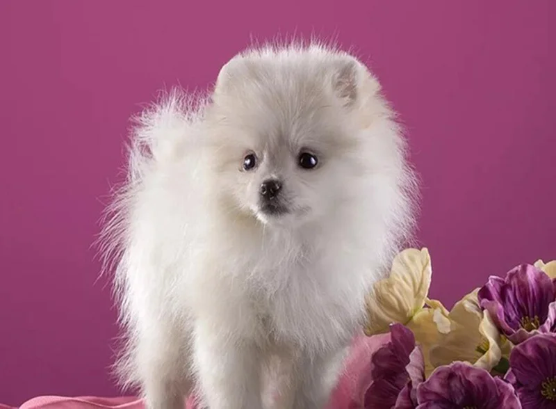 

Diamond Painting Hiromi Dog Animal Square Diamond Round Diamond Decoration Customizable Wall Art Decoration Frameless Style