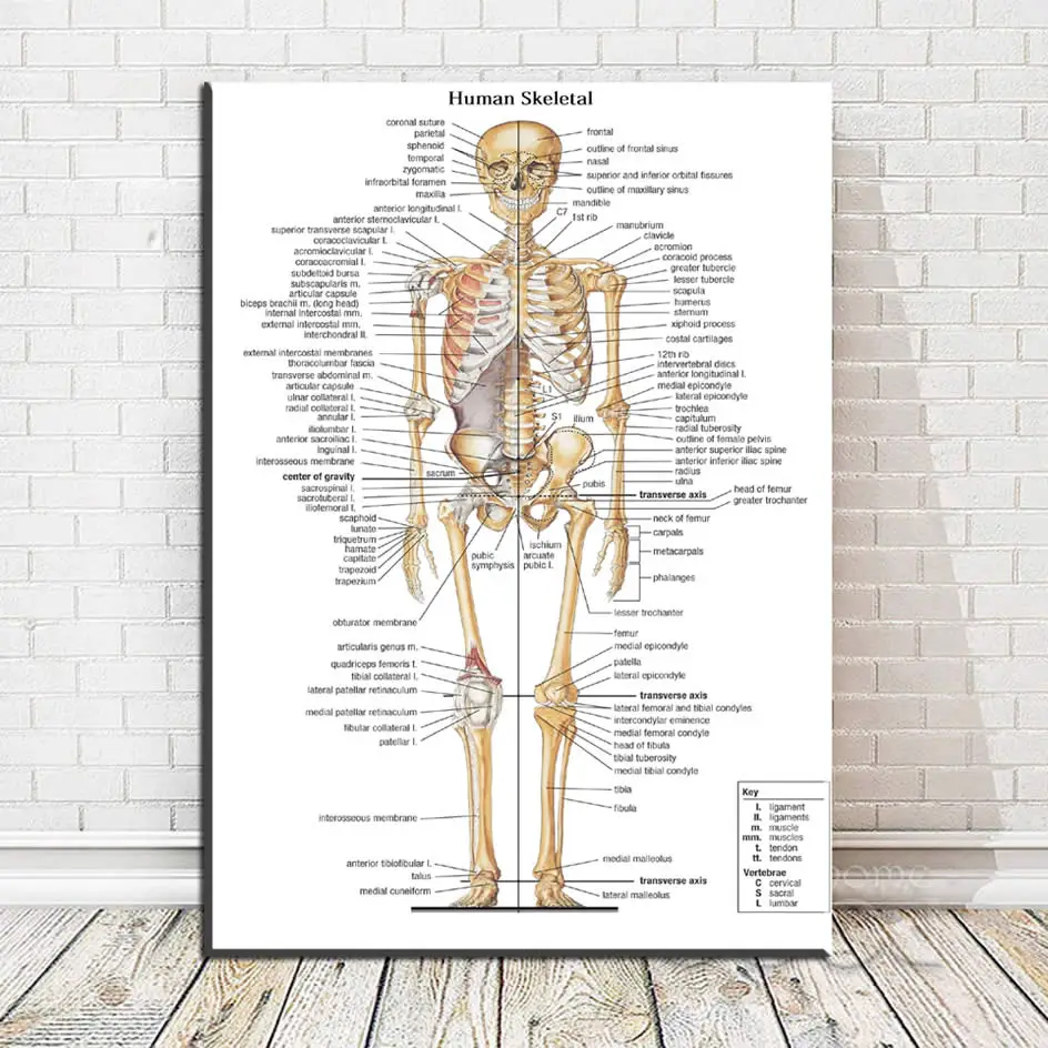 Картина на холсте Настенная картина человеческая скелетная анатомия кости тела