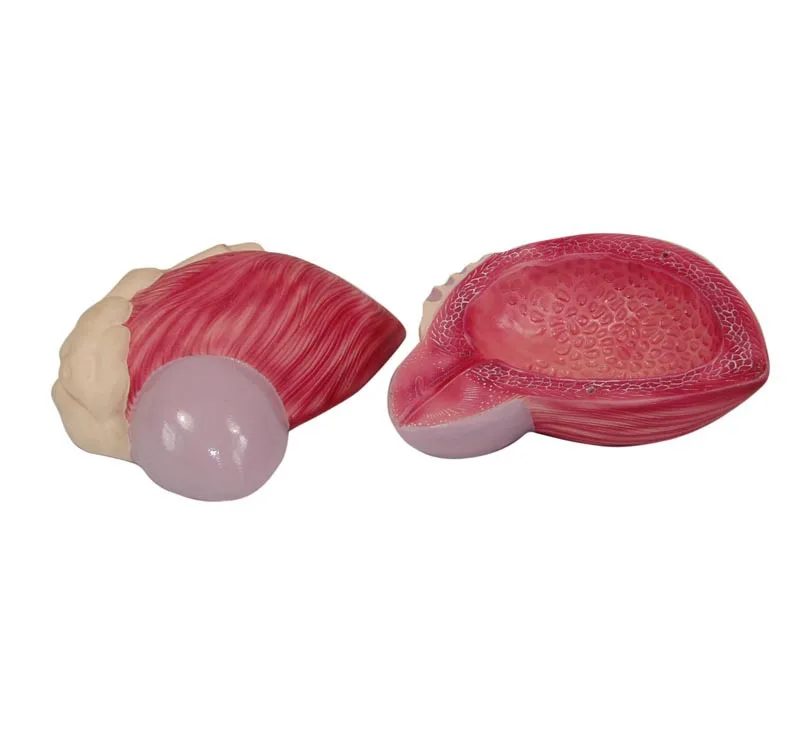 Модель мочевого пузыря модель простаты анатомия и Урология мочевой системы