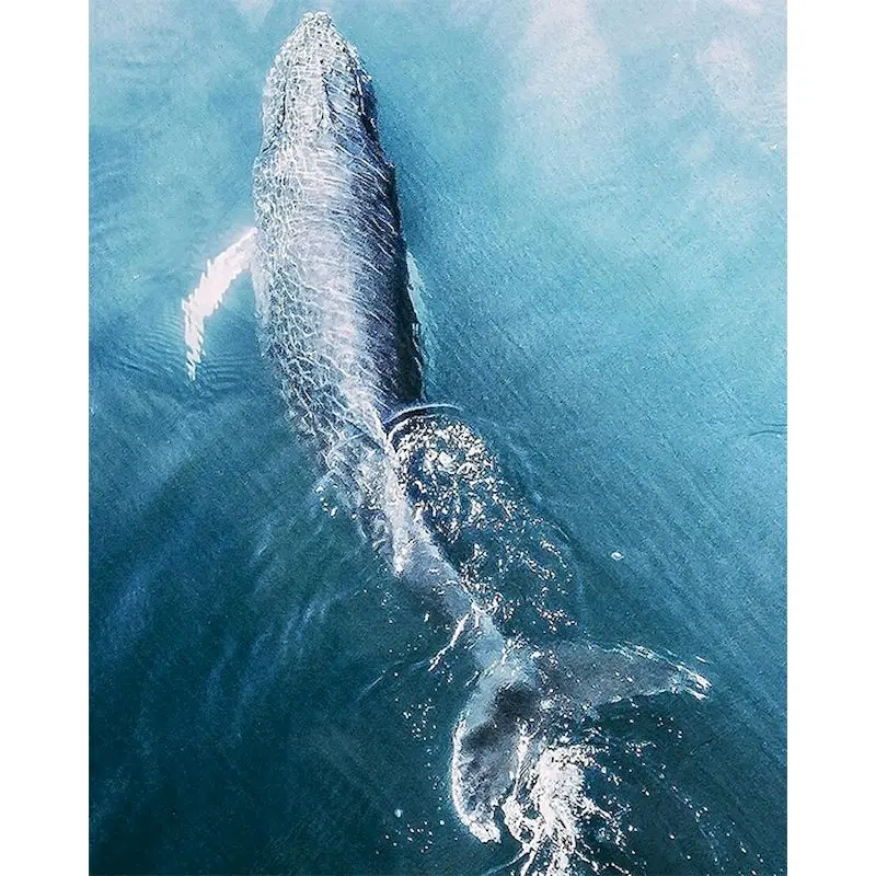 60x75cm Краски по номерам Наборы DIY Животные масло ing на холсте КИТ Безрамное