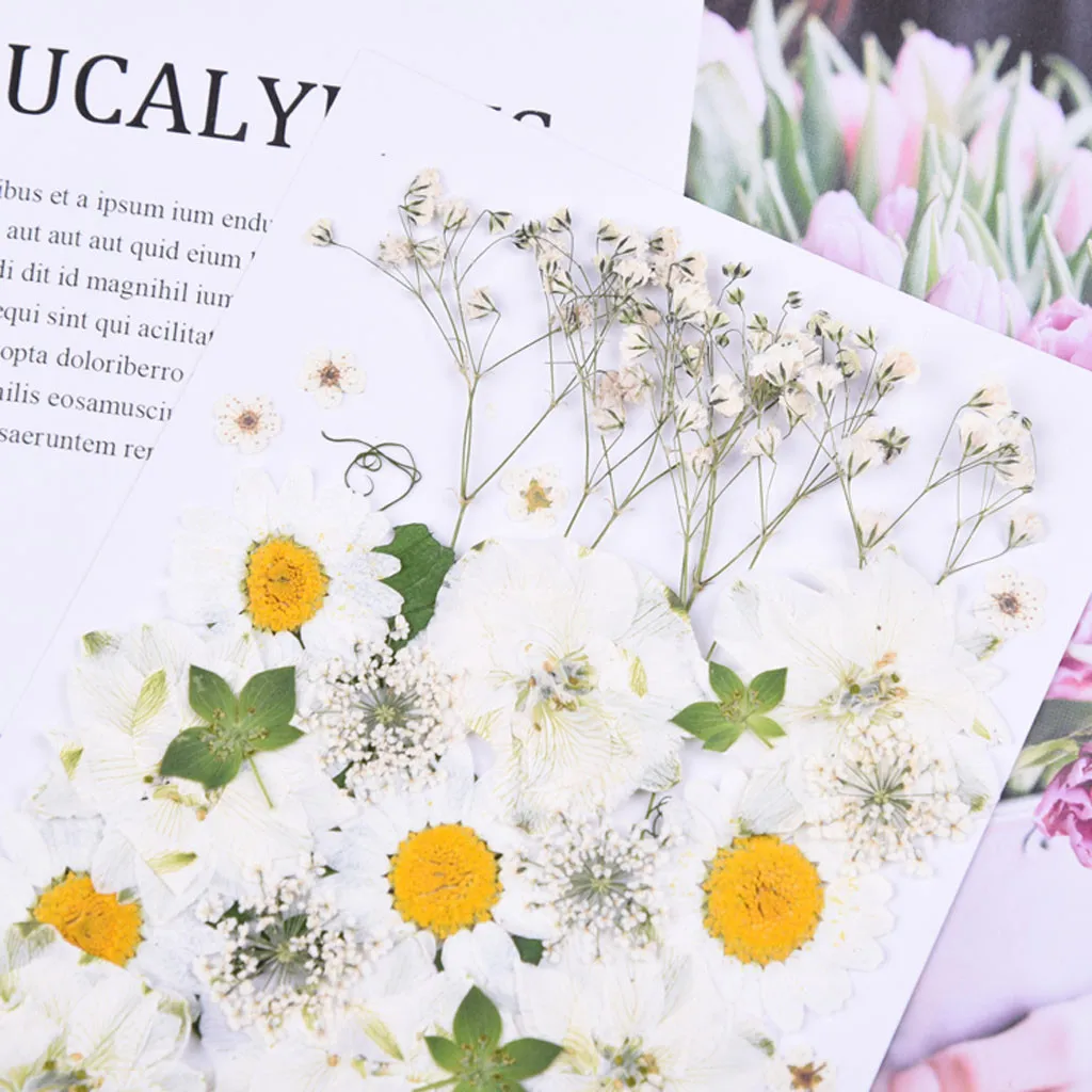 Натуральные сухие цветы комбинации DIY прессованных гербарий с украшением в виде