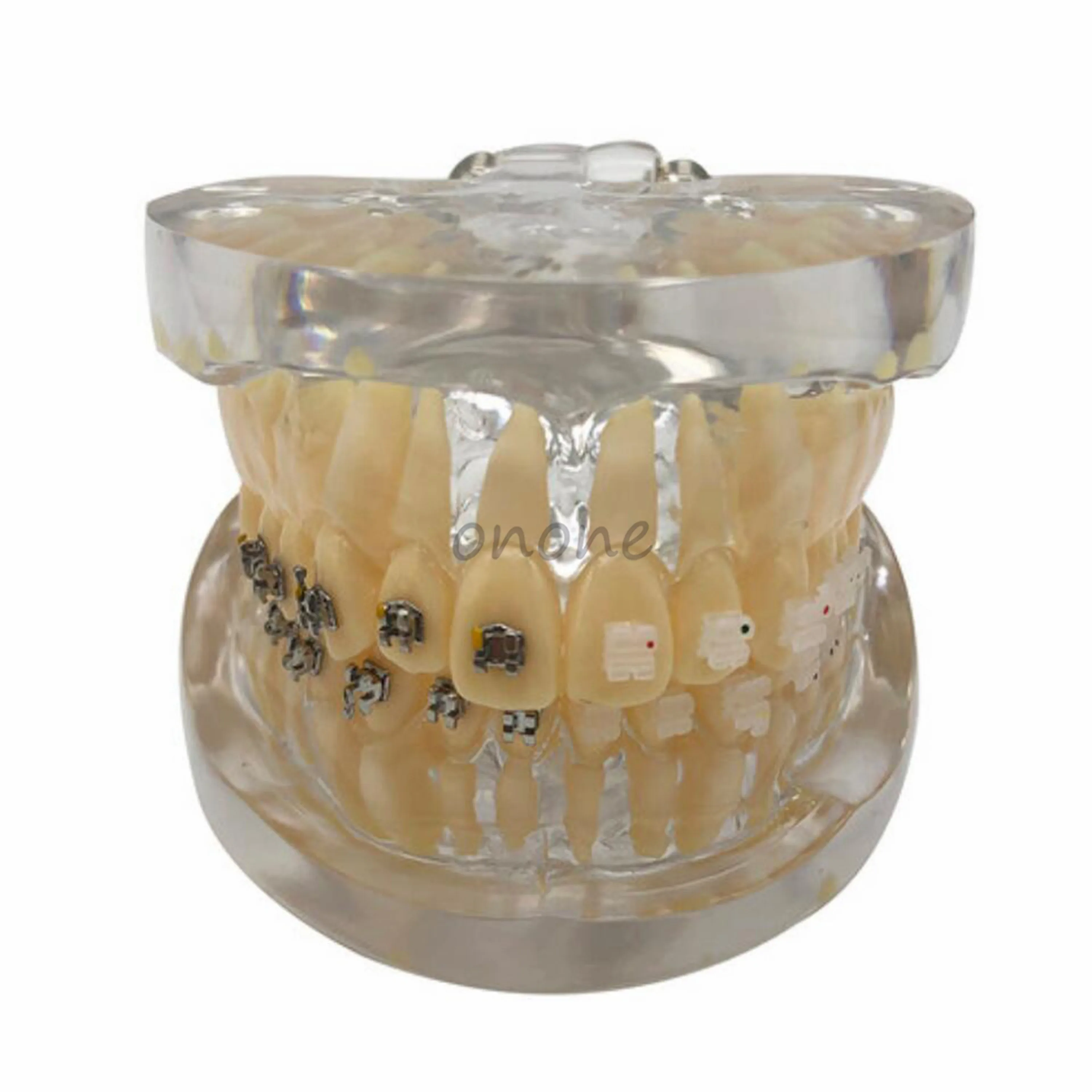 1 шт. Стоматологическая Ортодонтическая пластина для Typodont зубы модель в