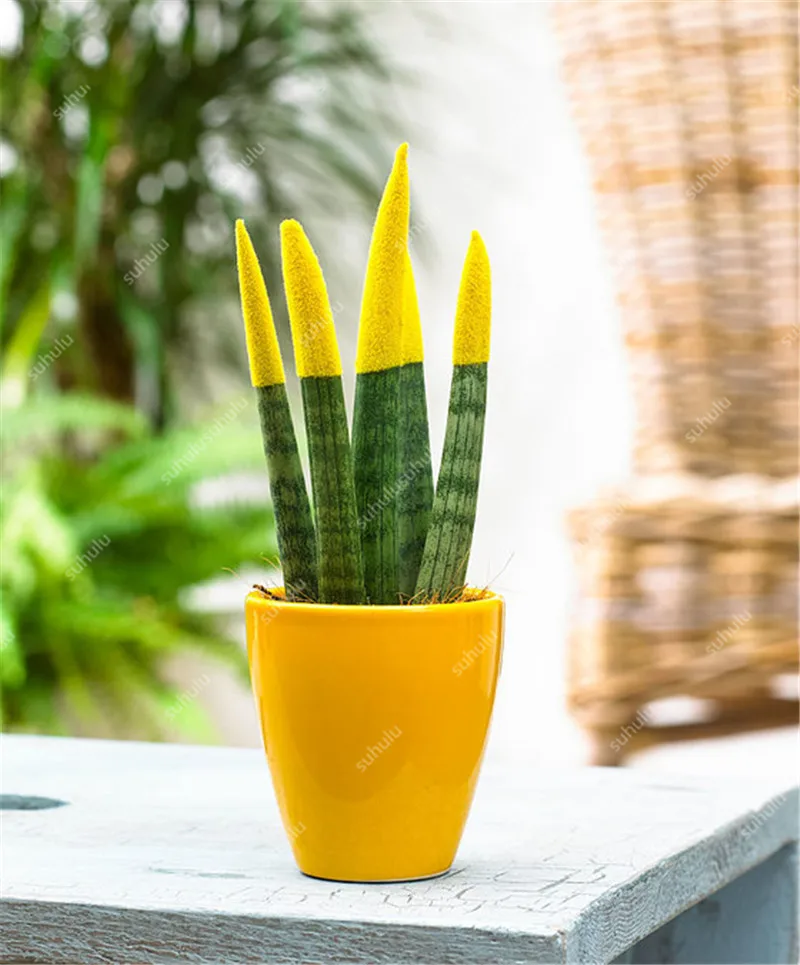 100 шт. искусственная сансевиерия| |