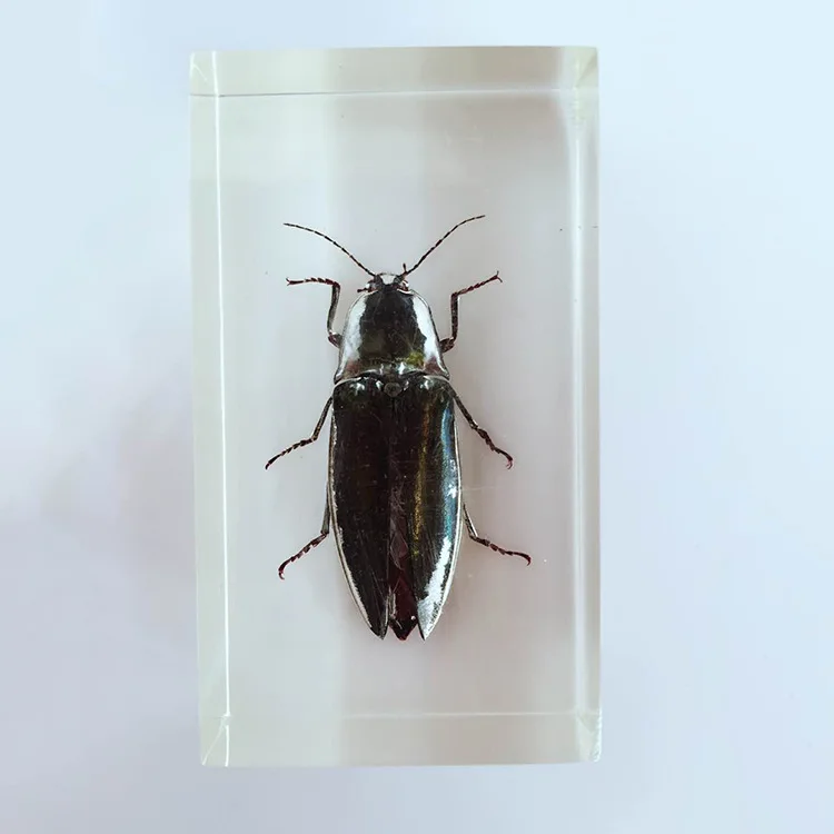 Эратер от насекомых встроенные образцы прозрачный эратер из полимера образец