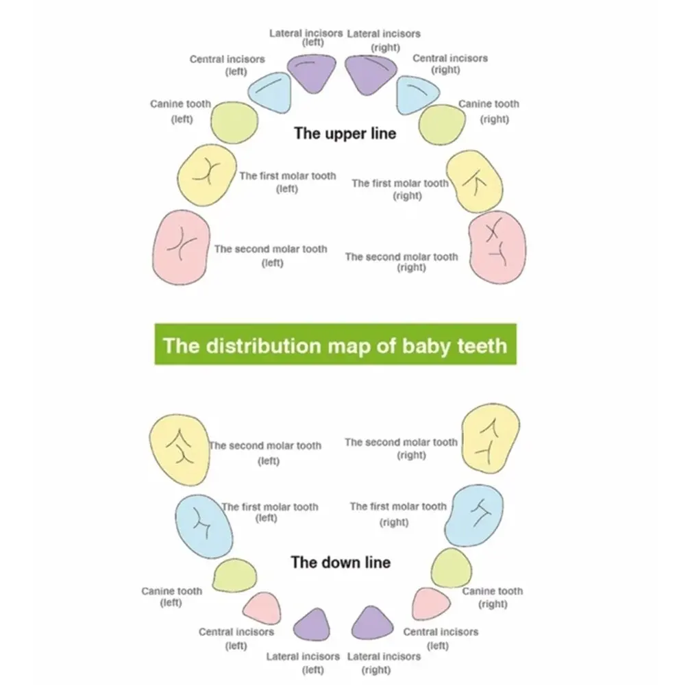 

Wooden Baby Hair Deciduous Teeth Storage Box Umbilical Cord Collection For Organizer For Milk Teeth Gift