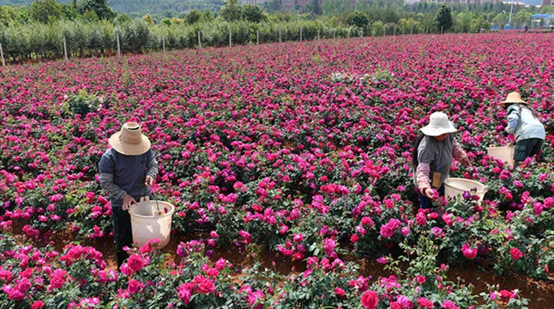 12 шт. 600 г цветочный торт Юньнань специальные аутентичные сладости Роза для