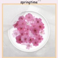 60pcs mixed pressed dried flower natural cherry blossoms herbarium epoxy resin jewelry making makeup face nail art craft diy