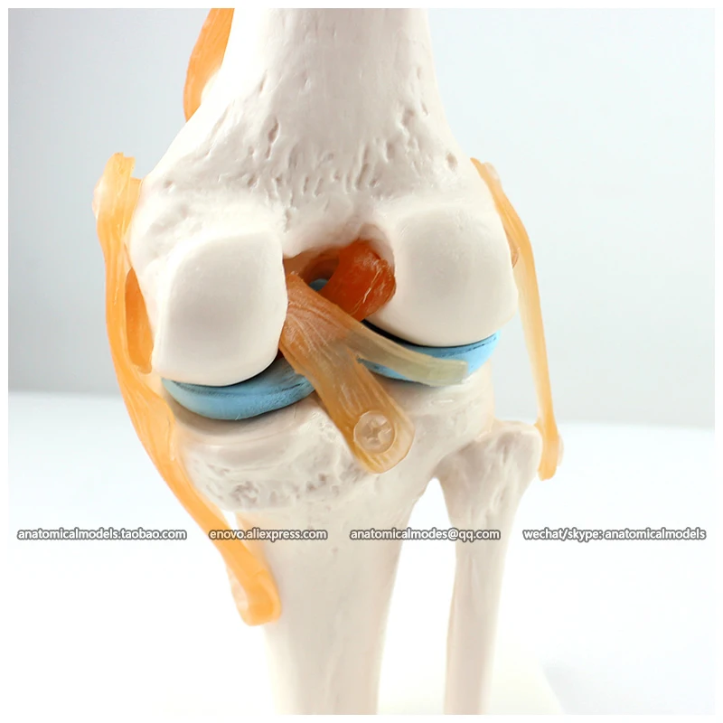12038/модели серии человеческих суставов 6 в 1 лодыжки стопы плеч запястья рук