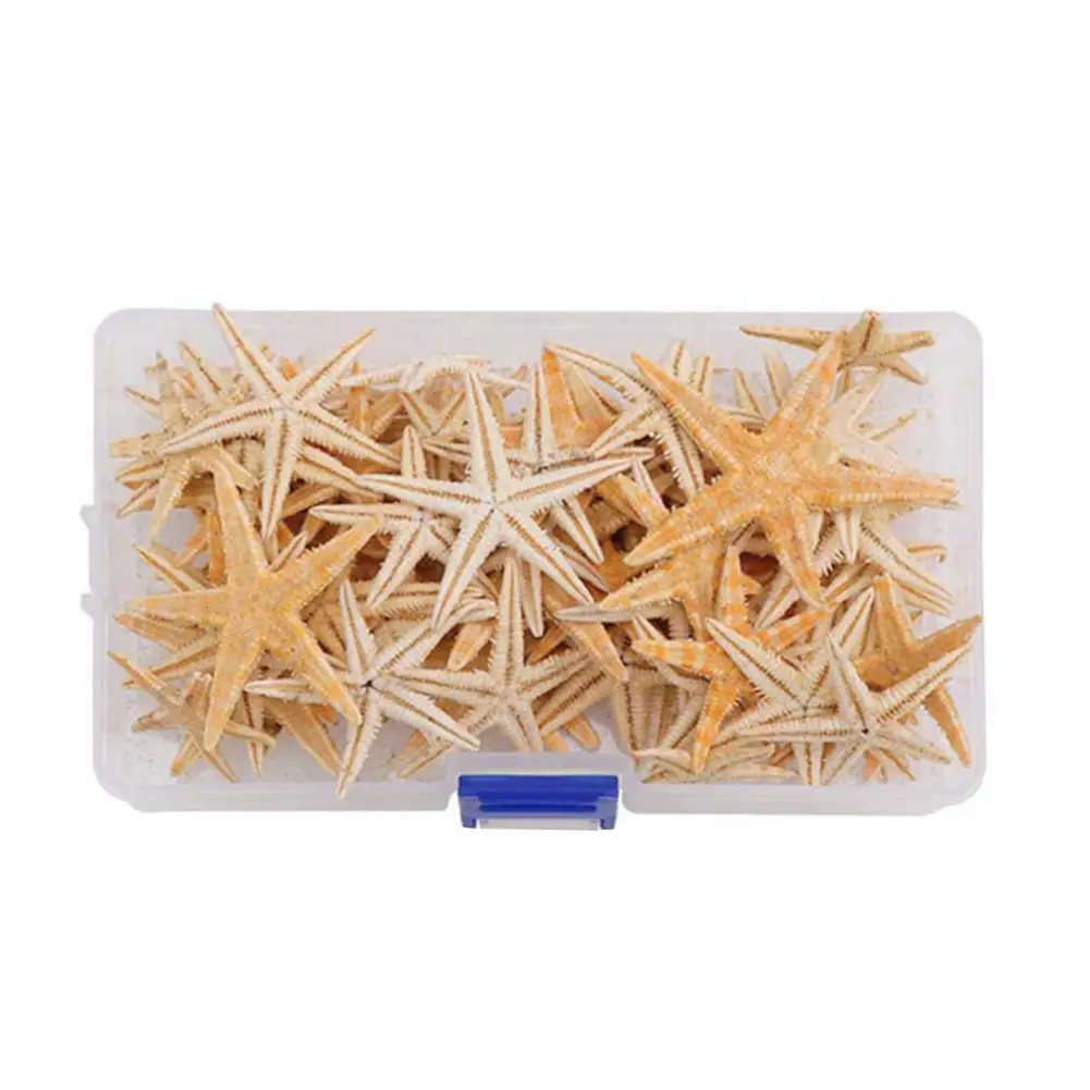 

Wide Application 1 Box Beautiful Mixed Starfish Seashell Lightweight Starfish Seashell Multi-purpose for Party