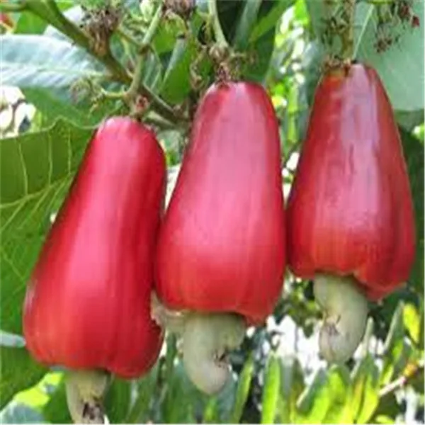 Садовое растение 5 шт. семена дерева кешью анакардиевый оксидент редкие