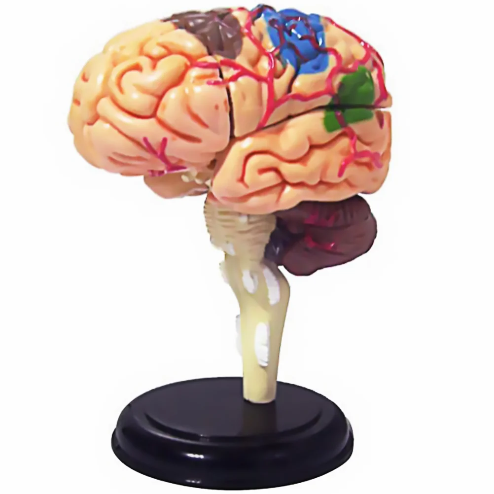 

Health Gear Human Brain Model Anatomical Brain Model for Science Class