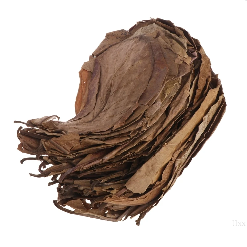 Новый 50 шт. натуральный катаппа листья миндаля листьев очистки рыб