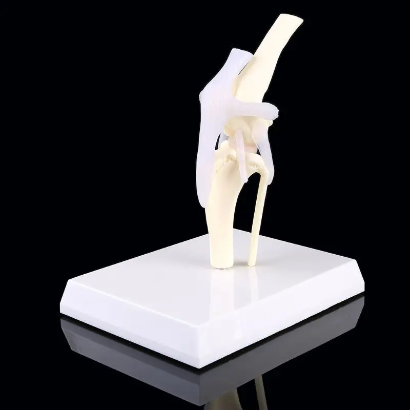 

Игрушечная собака коленного сустава модель ветеринарное преподавания научно-исследовательских Скелет животного Дисплей