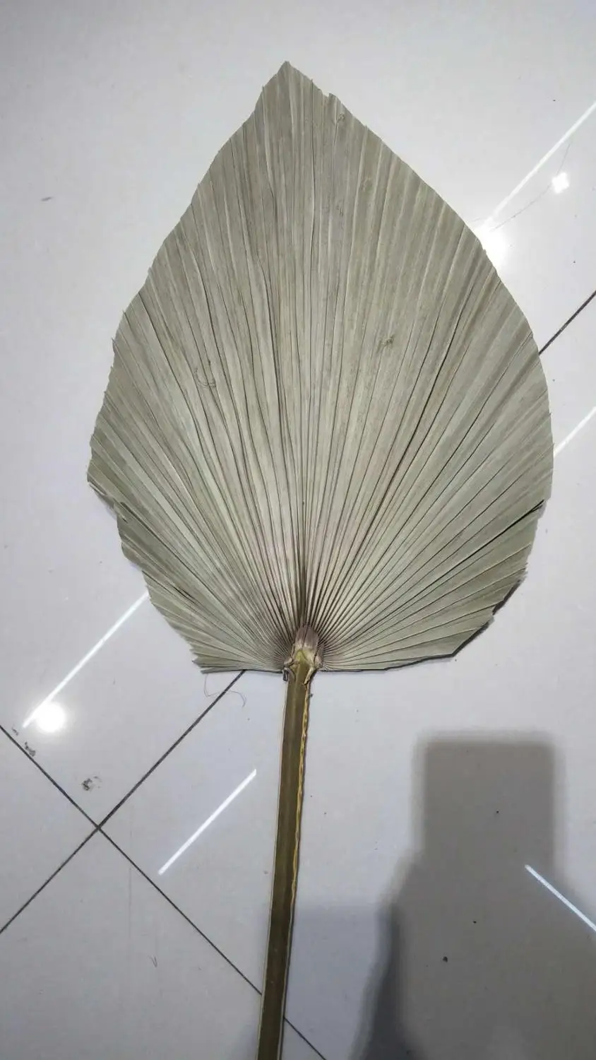 Натуральные сохраненные листья кошачьего хвоста 5 шт./лот сухие натуральные