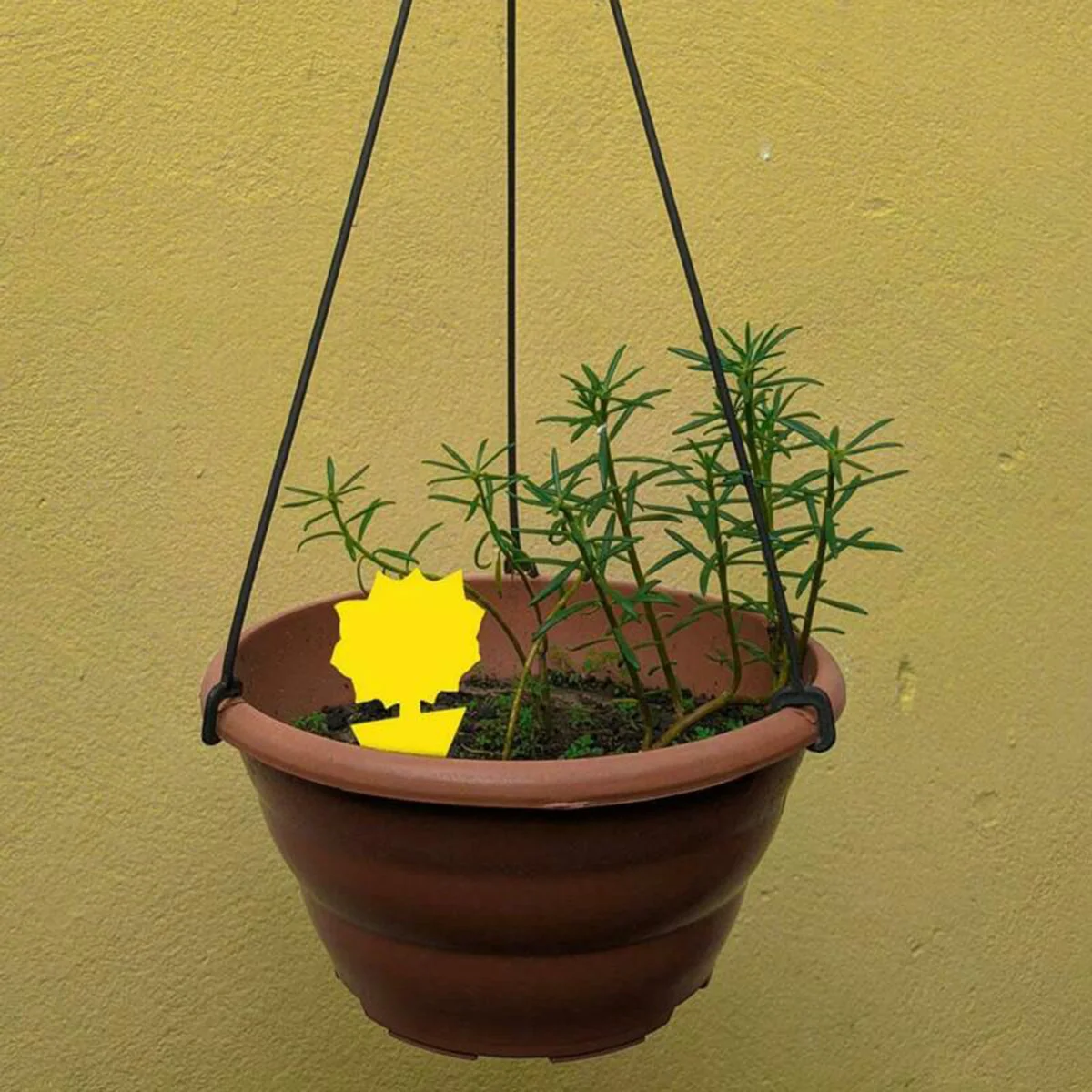 Ловушка для насекомых 40 шт. | Дом и сад