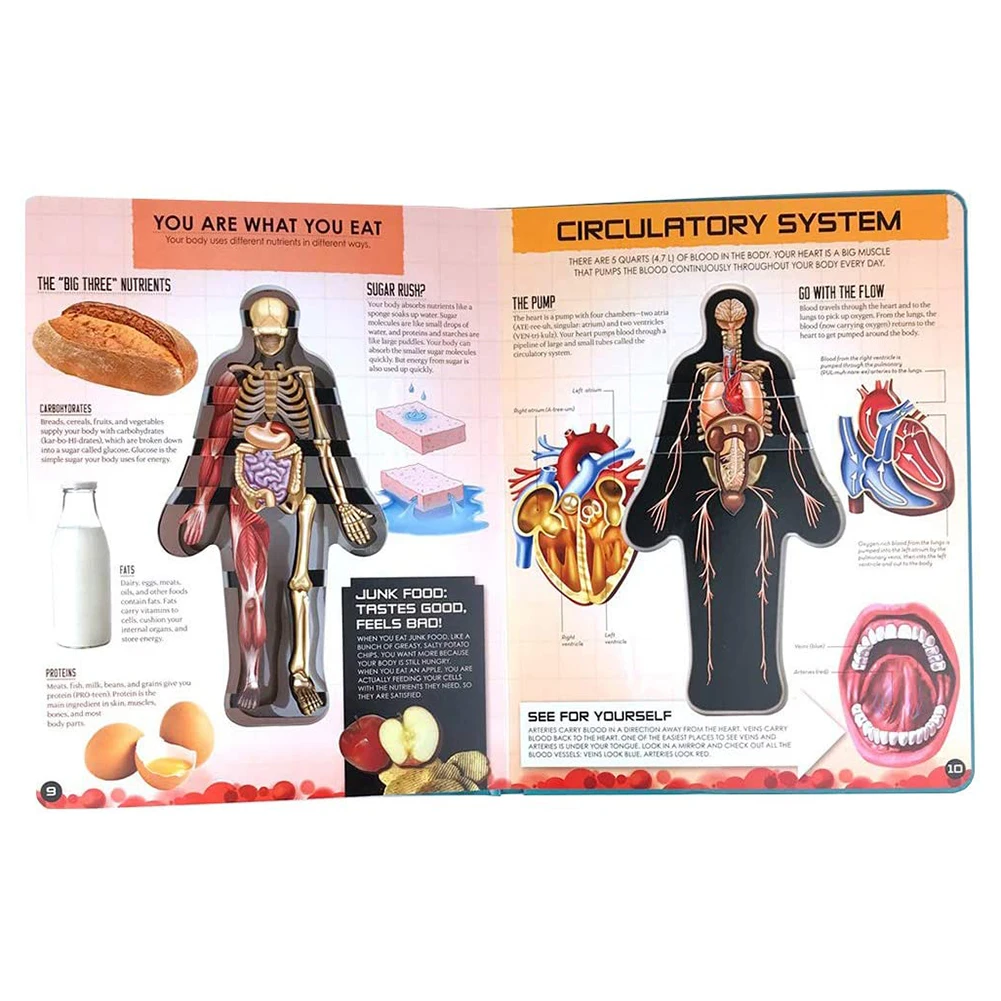 Книги энциклопедия человеческого тела для малышей наше тело детская 3D