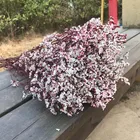 Натуральная свежая сушеная Хрустальная трава, сохраненный цветок розы, Вечные цветы забудьте обо мне, настоящий букет навсегда дельфиниума для домашнего декора