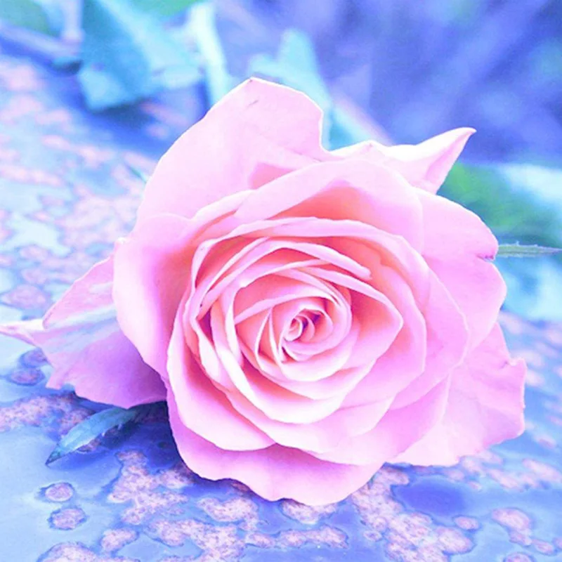 5d алмазная живопись сделай сам квадратная картина с цветами розы фотография