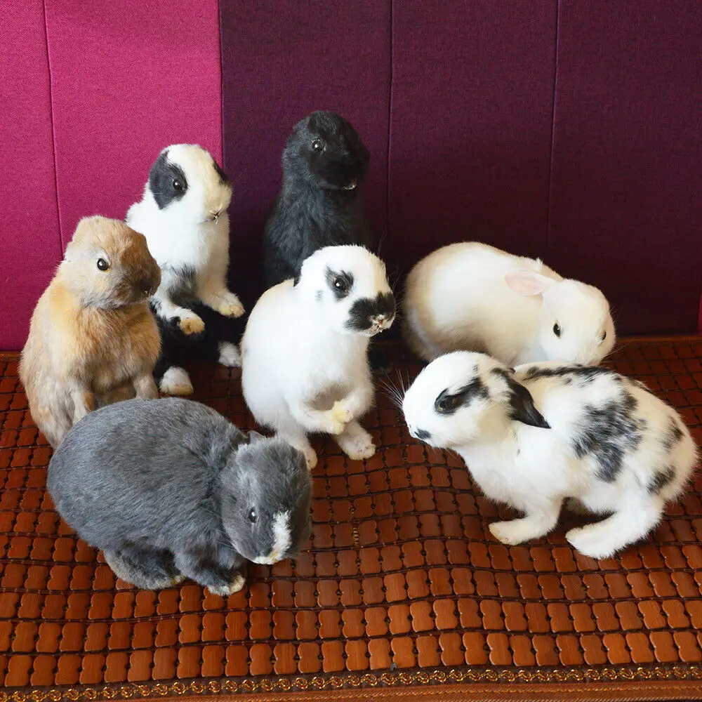 

Набивка Taxidermy с кроличьим мехом, образец для обучения/украшения, 5 шт., случайный выбор