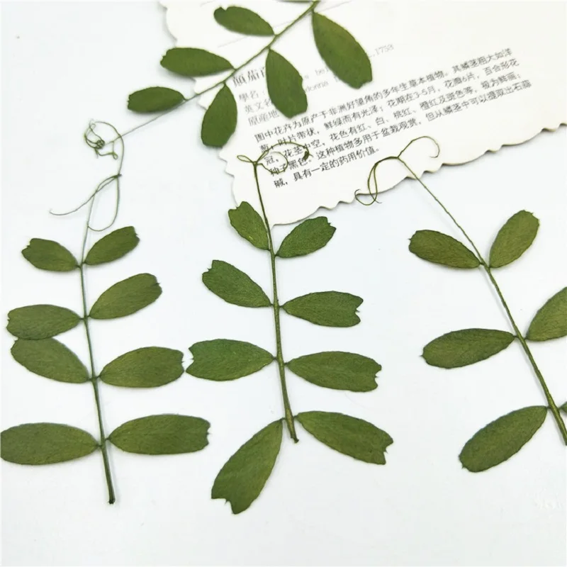 

60pcs Pressed Dried Bean Leaf Flower Herbarium For Epoxy Resin Jewelry Making Bookmark Phone Case Face Makeup Nail Art Craft
