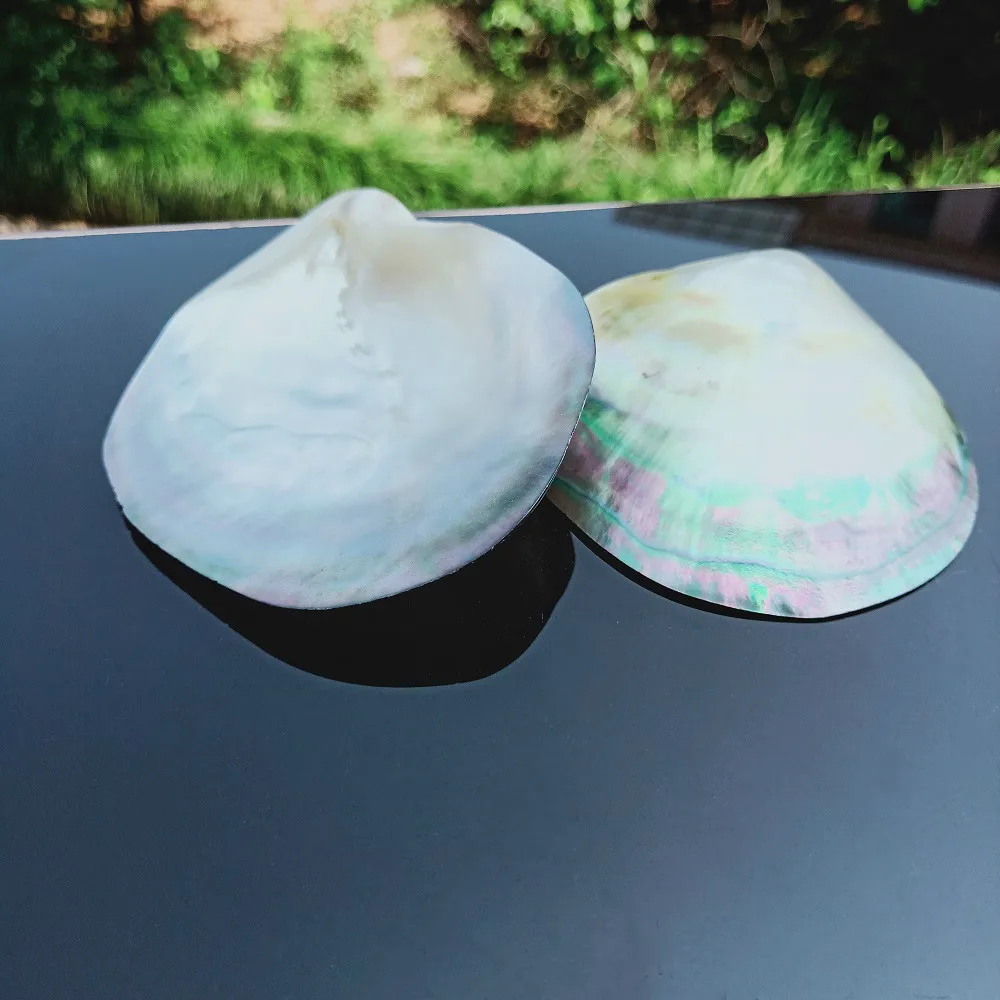 Натуральные ракушки черная швабра украшения сделай сам морские пляжные