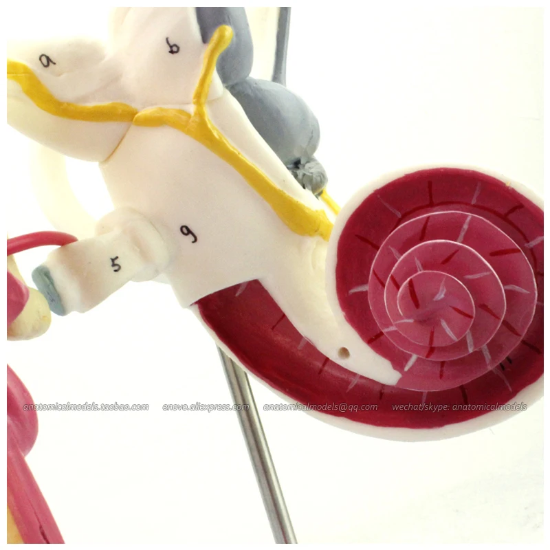 

CMAM/12518 внутренние уши, слуховые осадки и тимпаническая мембрана, 4х натуральный размер, человеческие E.N.T. Медицинская анатомическая модель