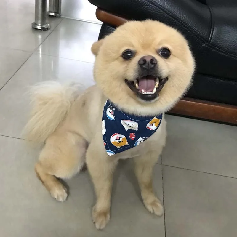 Милый Ошейник с банданой для щенков кошек чихуахуа йоркширский шейный платок