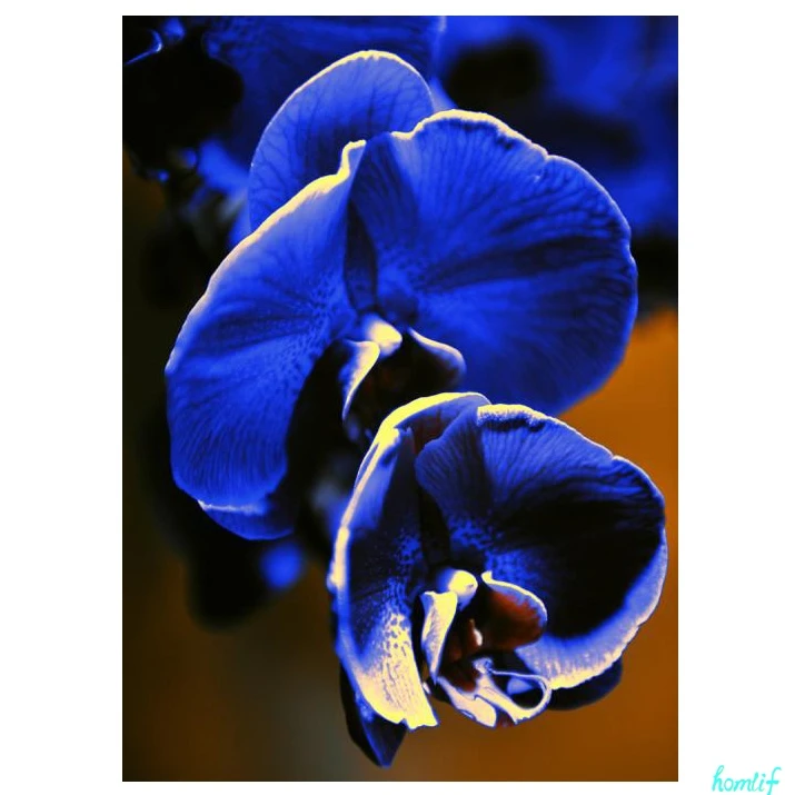 Полный алмаз 5D DIY Алмазная картина &quotфиолетовая орхидея&quot 3D вышивка крестиком