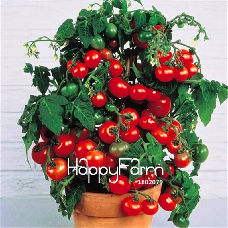 New Fresh 20 Pcs/Lot Rainbow Tomato Plants, bonsai organic vegetable& fruit Plantas,potted plant for home&garden - Цвет: 11