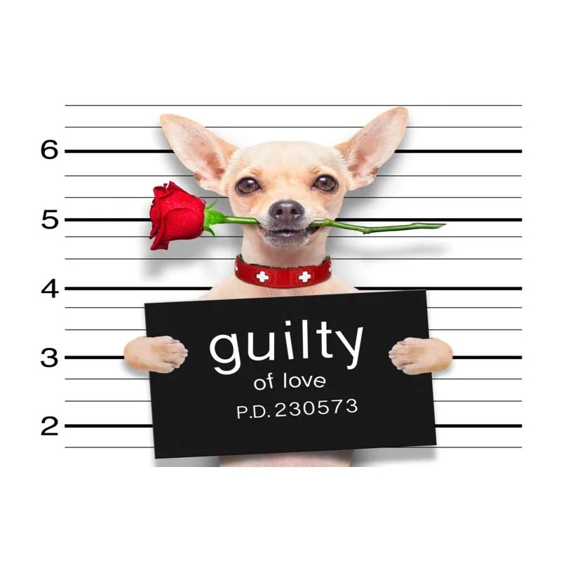 Плакат на стену с принтом собак и чихуахуа 40 х60 см 50 х75 60 х90 | Дом сад