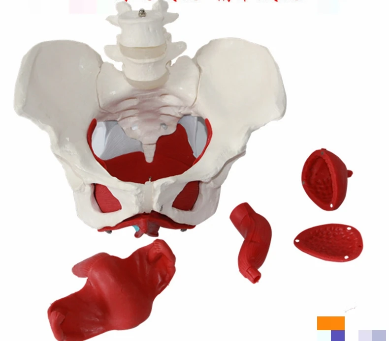 Модель женского таза с функциями органов сосудов и нервов модель женской