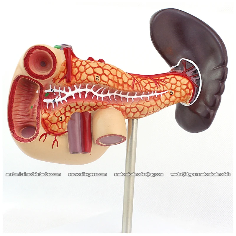 

12543 / Medical Science Human Pancreas with Spleen and Duodenum Model