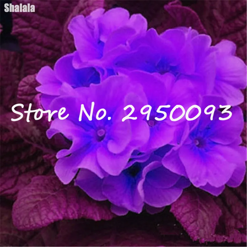 100 Примула для искусственных цветов плантатор | Дом и сад