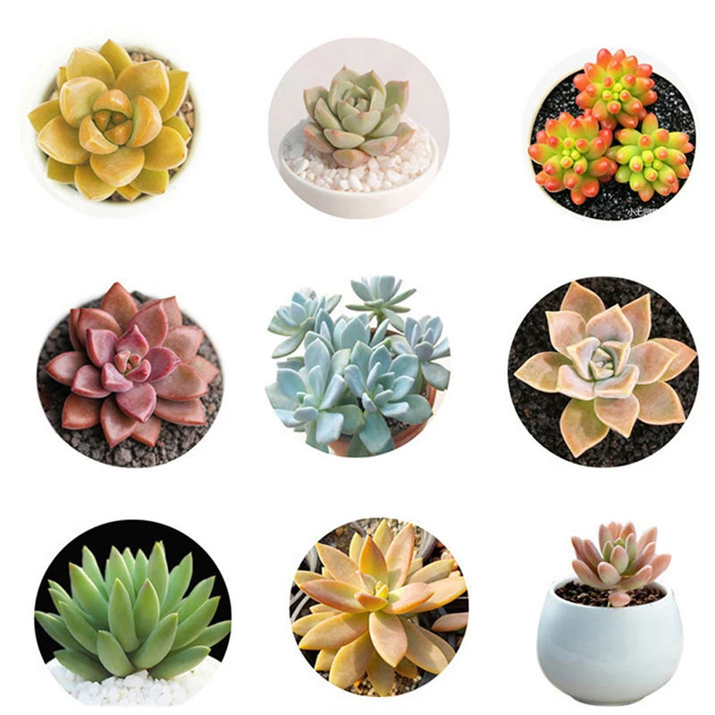 

100Pcs Garden Succulents Cactus Seeds Nature Bonsai Amazing Sempervivum Plants