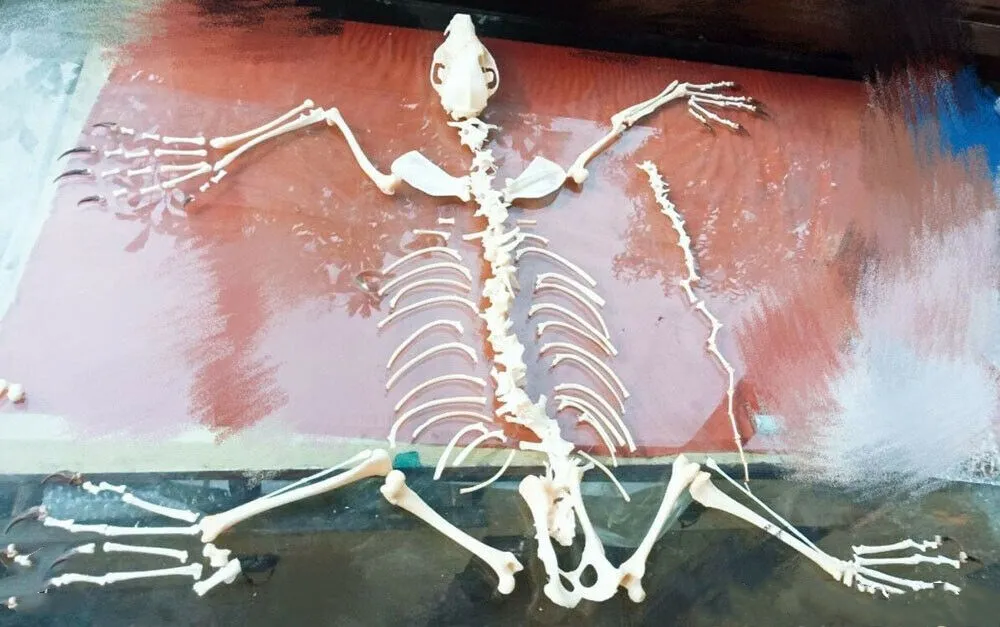 1 шт. обыкновенная лисица серебряная череп лисицы полный образец скелета